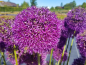 Preview: Allium aflatunense Purple Sensation" - Kugel-Lauch Purple Sensation
